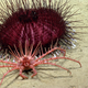 Illustration for article titled There's Now an 'Underwater Yellowstone' off the Coast of Cape Cod